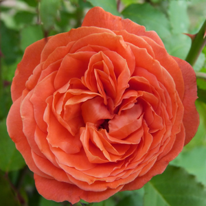 Emilien Guillot - trandafiri - www.ioanarose.ro